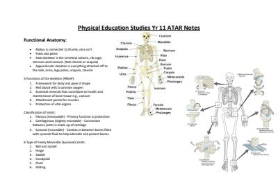 Cover page of Physical Education Studies Year 11 ATAR Notes