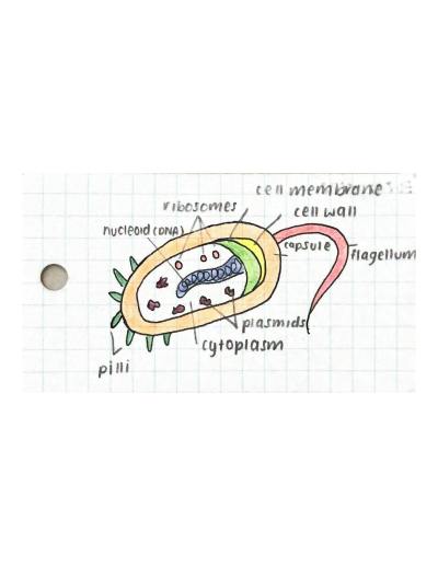 Cover page of [SAMPLE] SACE Y11 BIOLOGY Topic 1- Cells and Microorganisms Flashcards