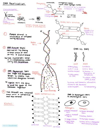 Cover page of Stage 2 biology notes topic DNA and proteins